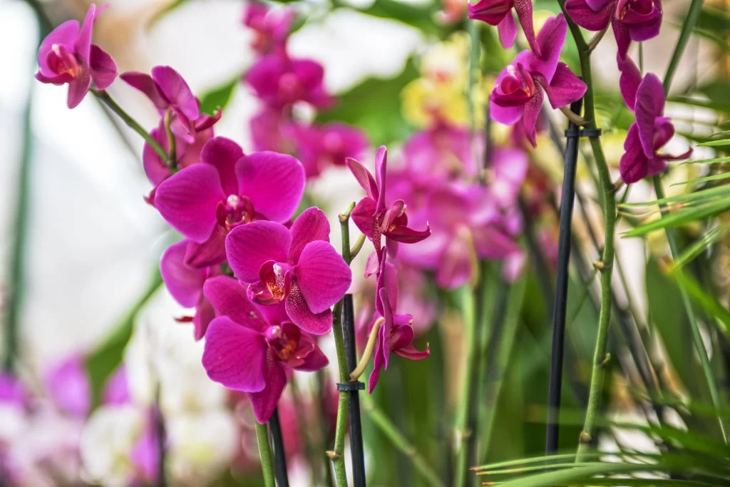 Vibrant Purple Orchid Blooming Petals Greenery