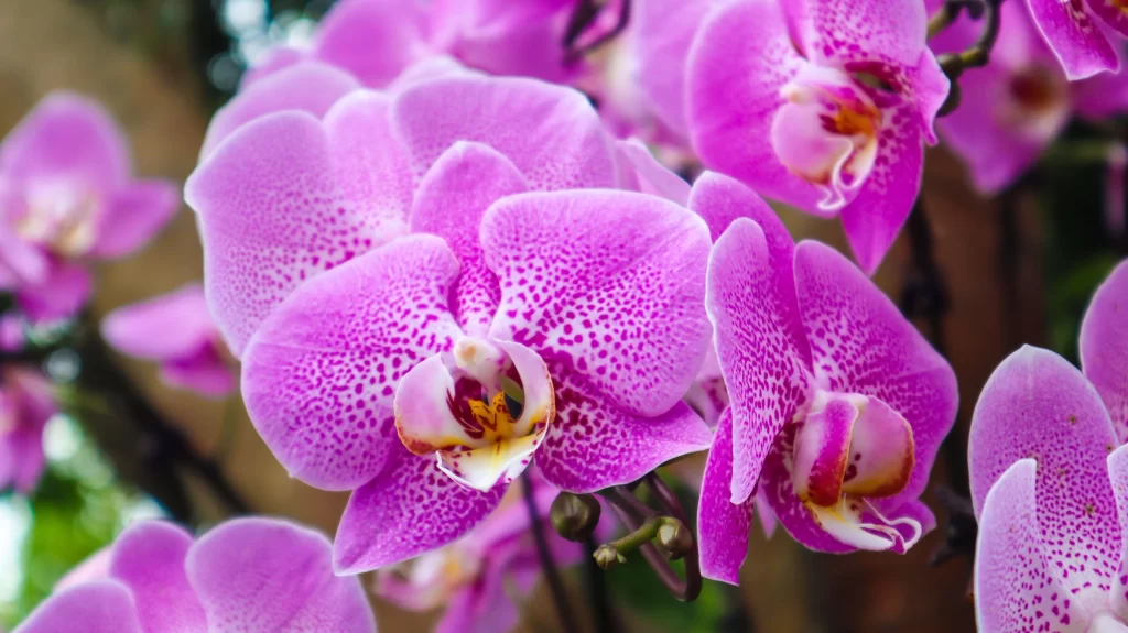 Vibrant Purple Orchid Blooming Petals Speckled Yellow
