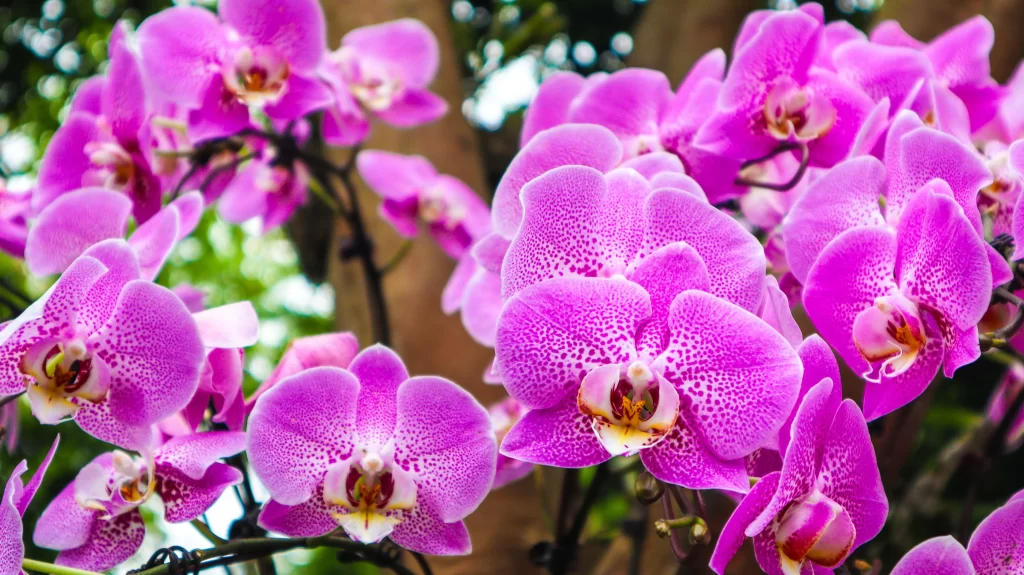 Vibrant Purple Orchid Blooming Petals Speckled
