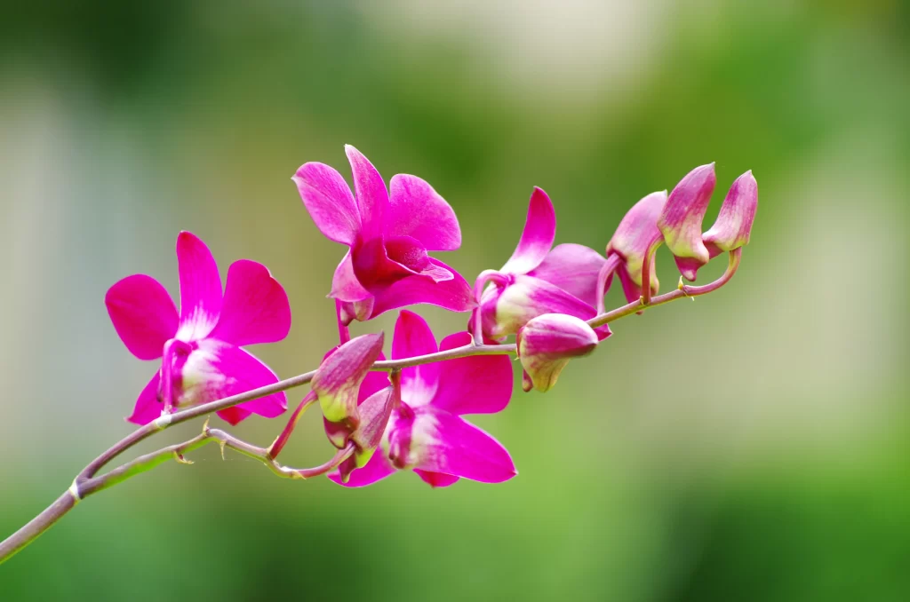 Vibrant Purple Orchid Blooming Petals Stem