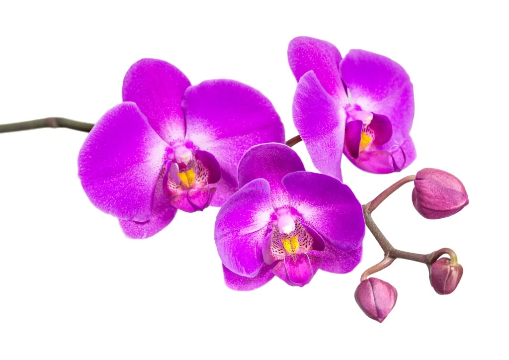 Vibrant Purple Orchid Blooms Petals Speckled Yellow