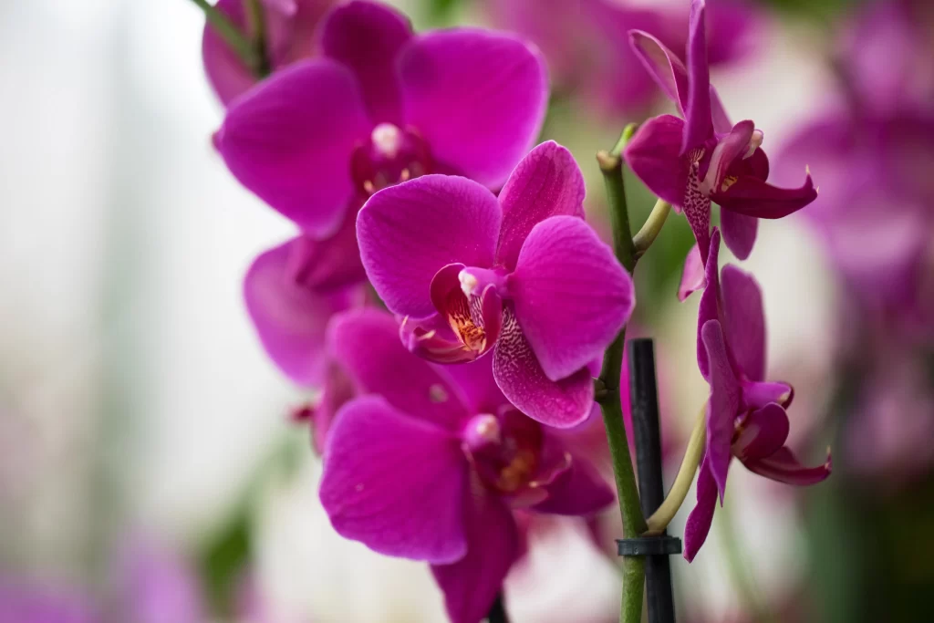 Vibrant Purple Orchid Petals warm Blooming