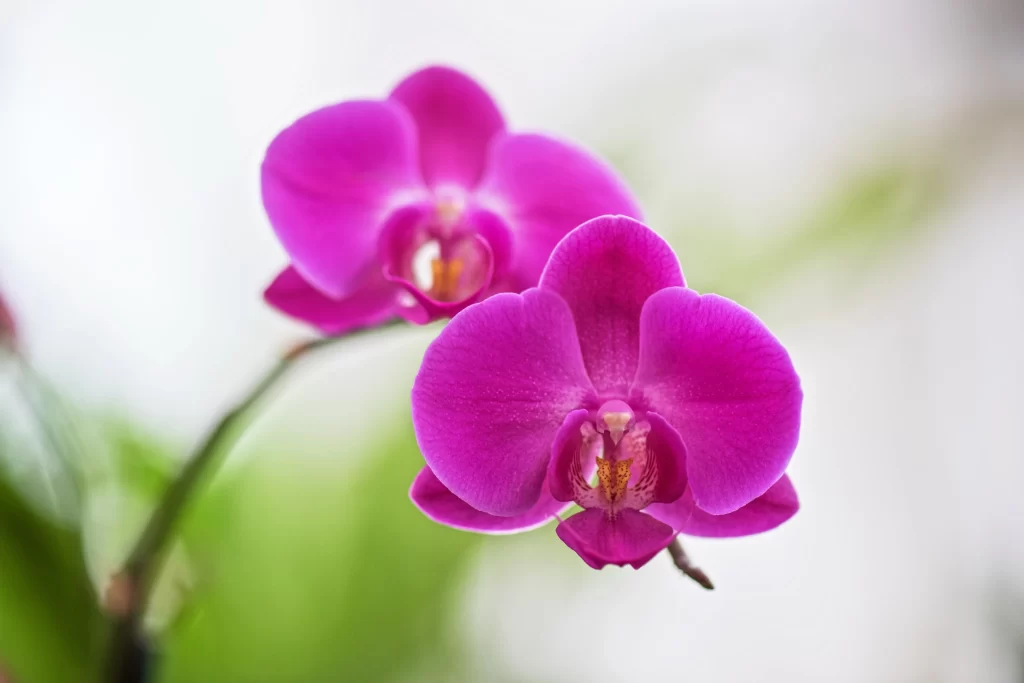 Vibrant Purple Orchid Petals warm Blooming