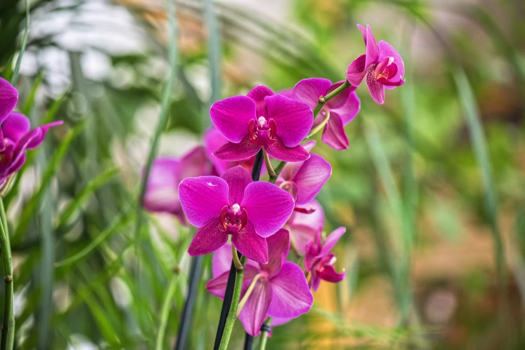 Vibrant Purple Orchid Petals Blooming Greenery