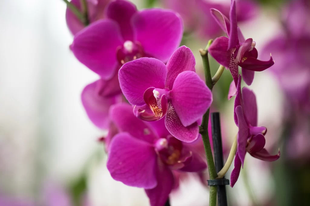 Vibrant Purple Orchid Petals warm Blooming