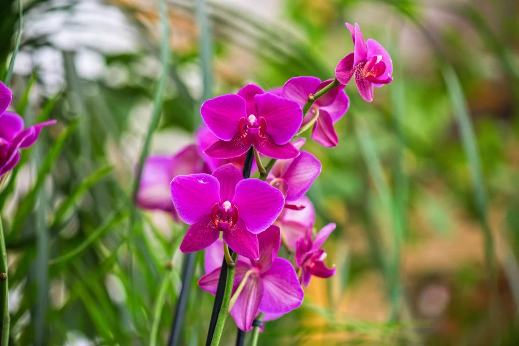 Vibrant Purple Orchid Petals Greenery