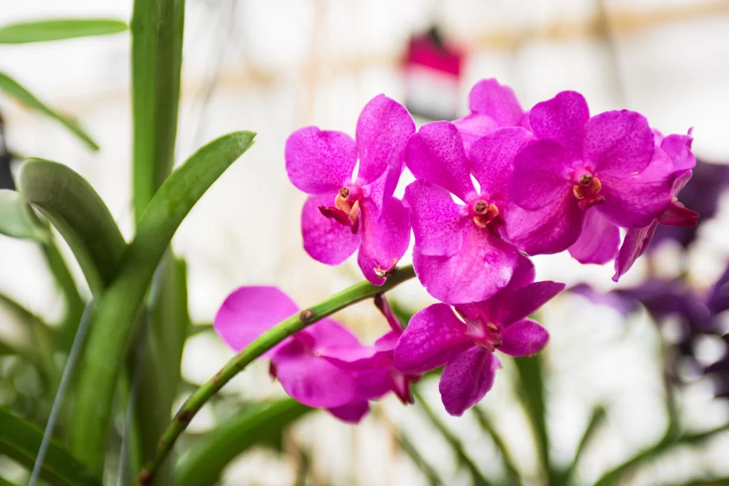 Vibrant Purple Orchid Petals Green Leaves