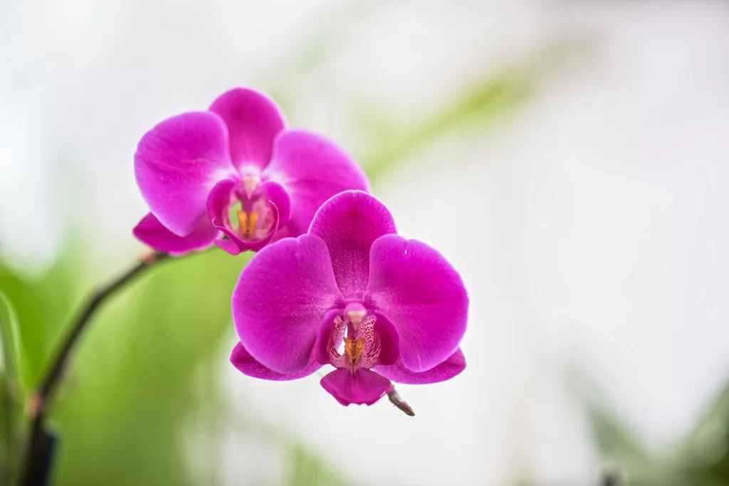 Vibrant Purple Orchid Petals gray Blooming