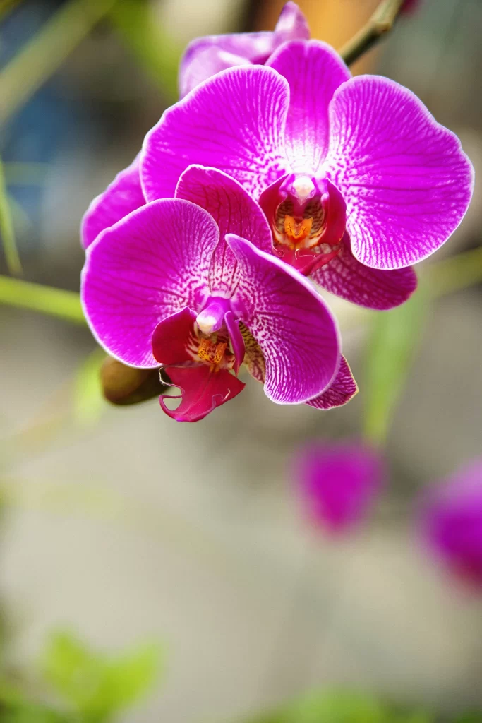 Vibrant Purple Orchid Petals Speckled Yellow warm Center