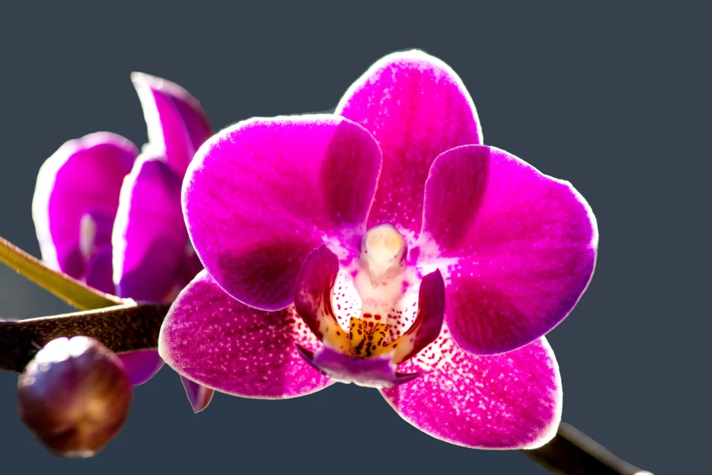 Vibrant Purple Orchid Petals Speckled Yellow warm Center