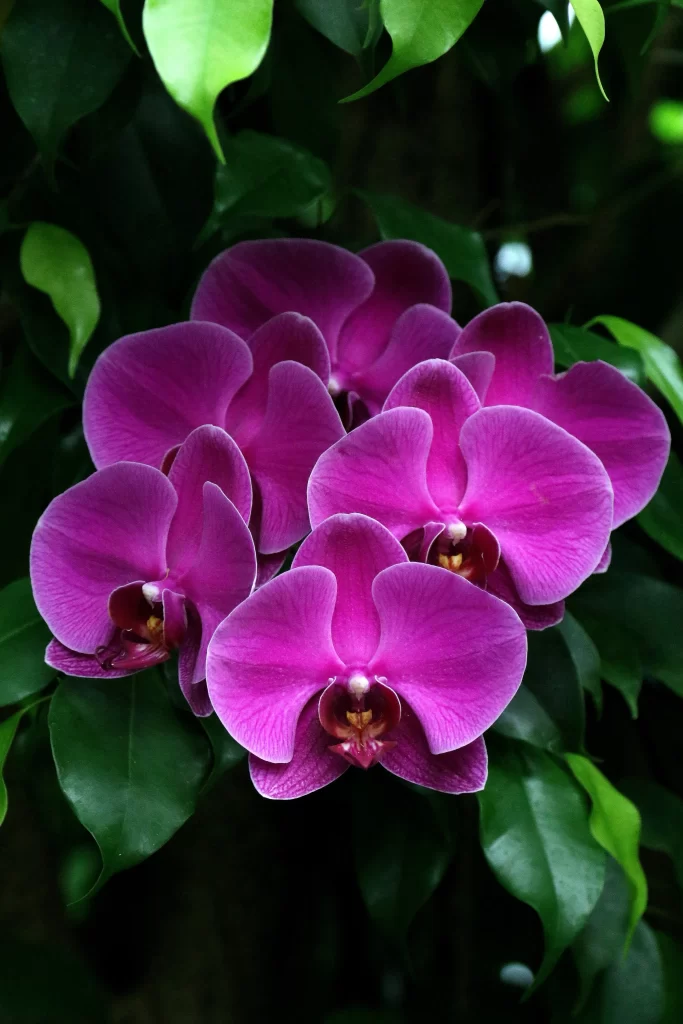 Vibrant Purple Orchid Petals Dense Green Leaves