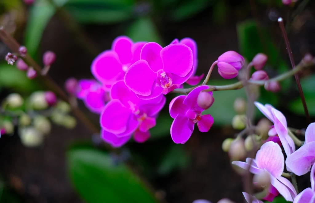 Vibrant Purple Orchid Petals Blooms Greenery