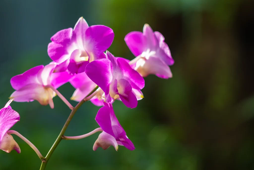 Vibrant Purple Orchid Petals Sunlit Nature