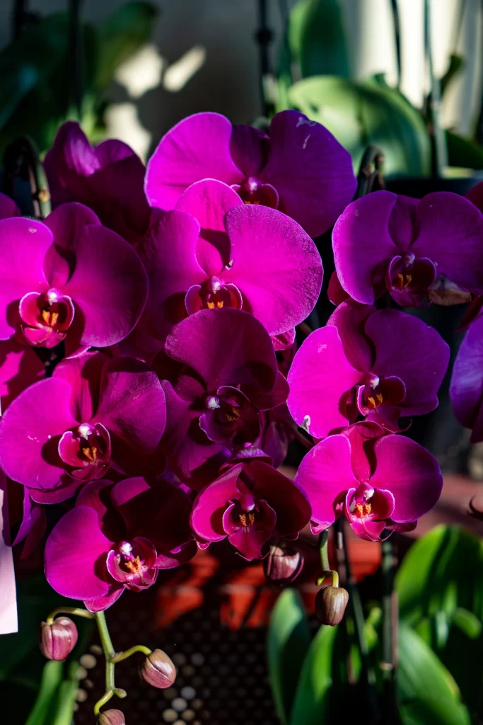 Vibrant Purple Orchid Petals Sunlight Blooms