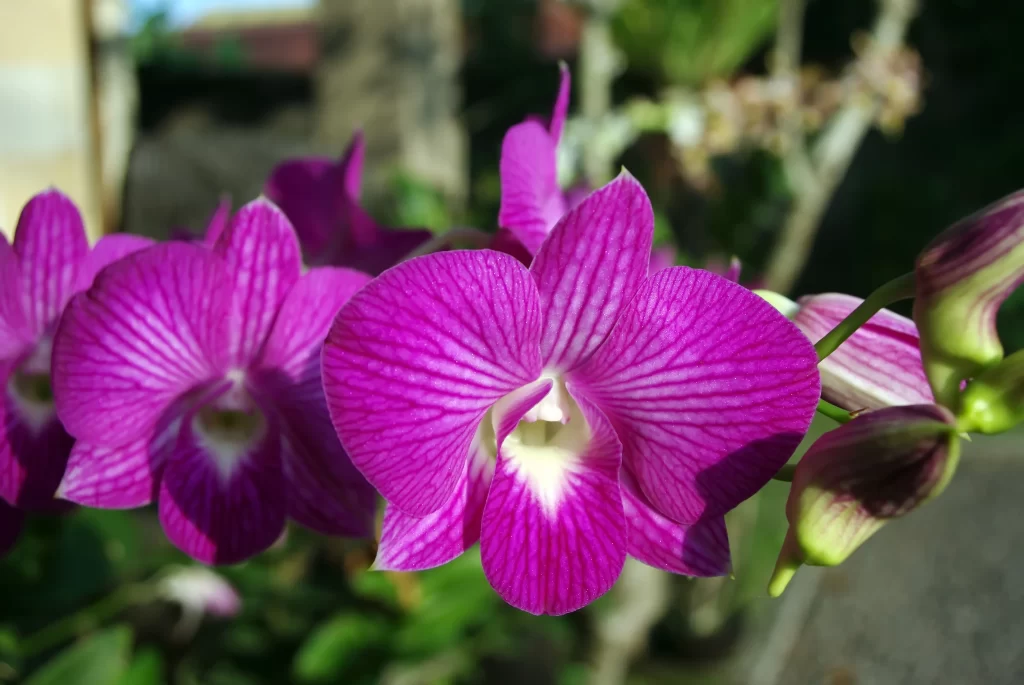 Vibrant Purple Orchid Striped Petals Sunlit