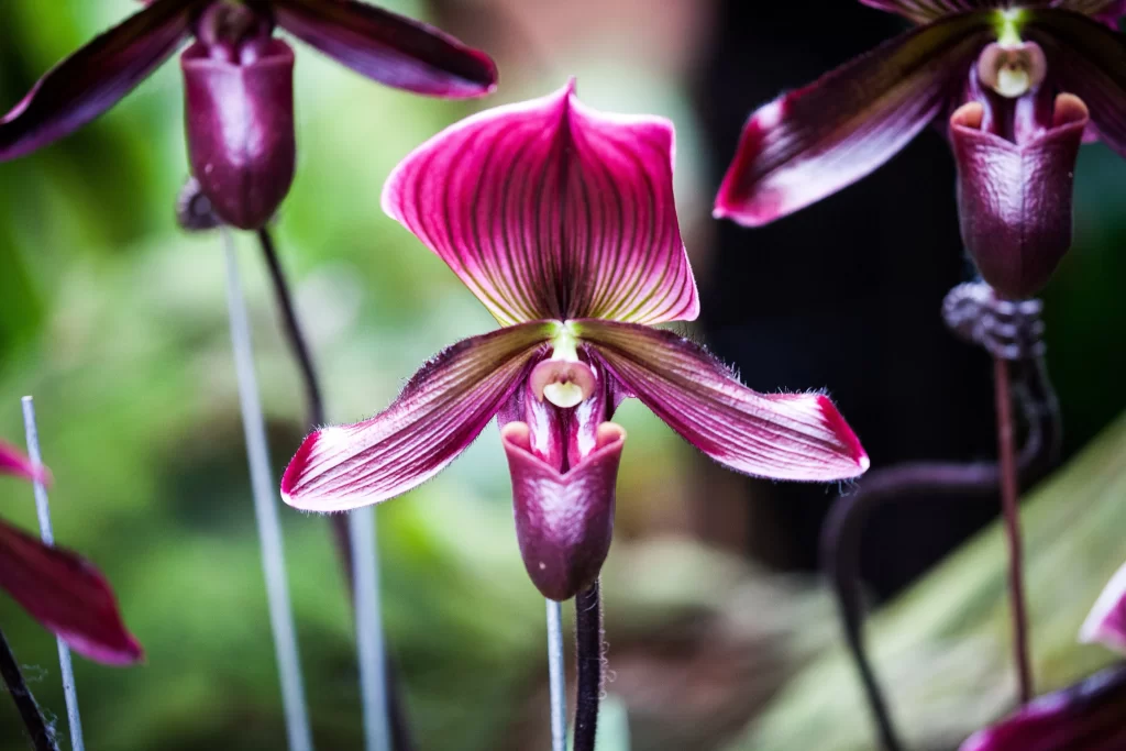 Vibrant Purple Orchid Striped Petals Exotic