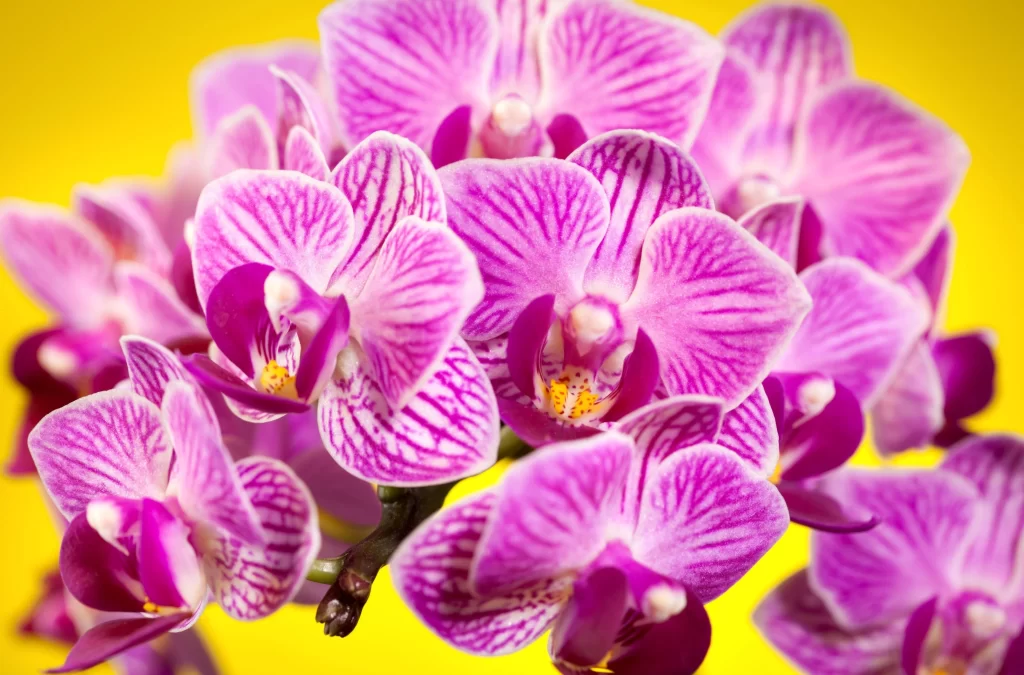 Vibrant Purple Orchid Striped Petals Yellow Background