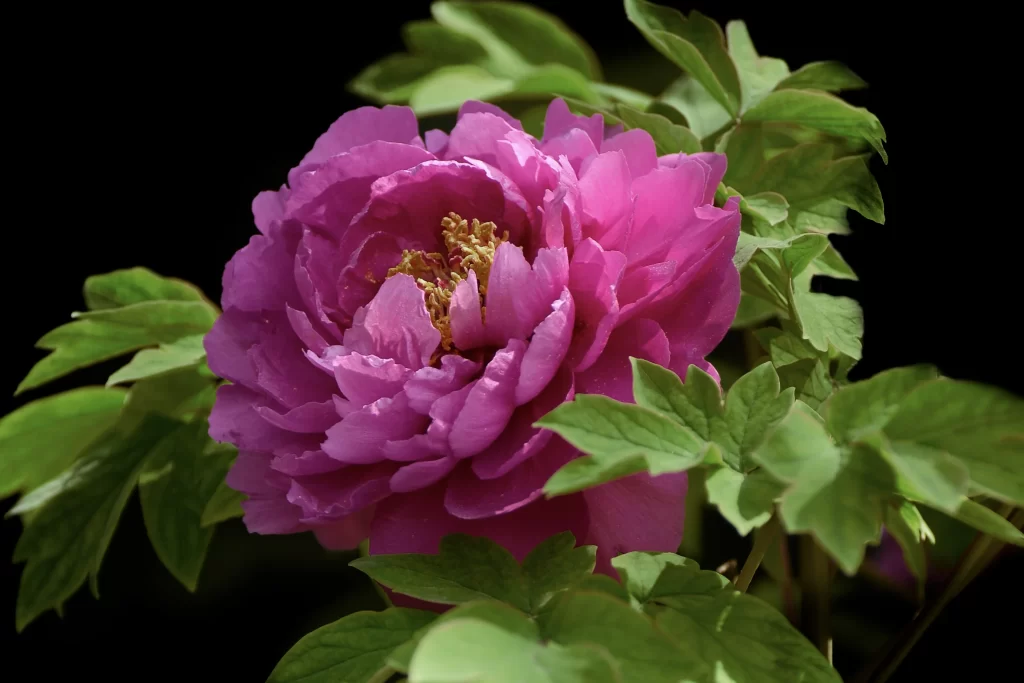 Vibrant Purple Peony Full Petals Green Leaves