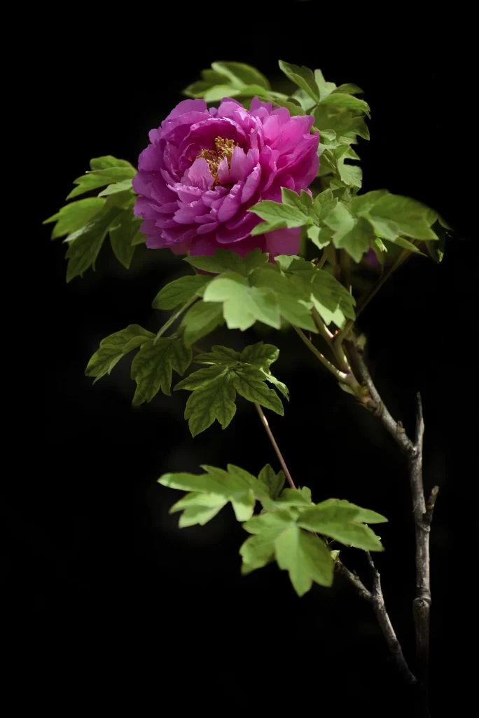 Vibrant Purple Peony Petals Green Leaves