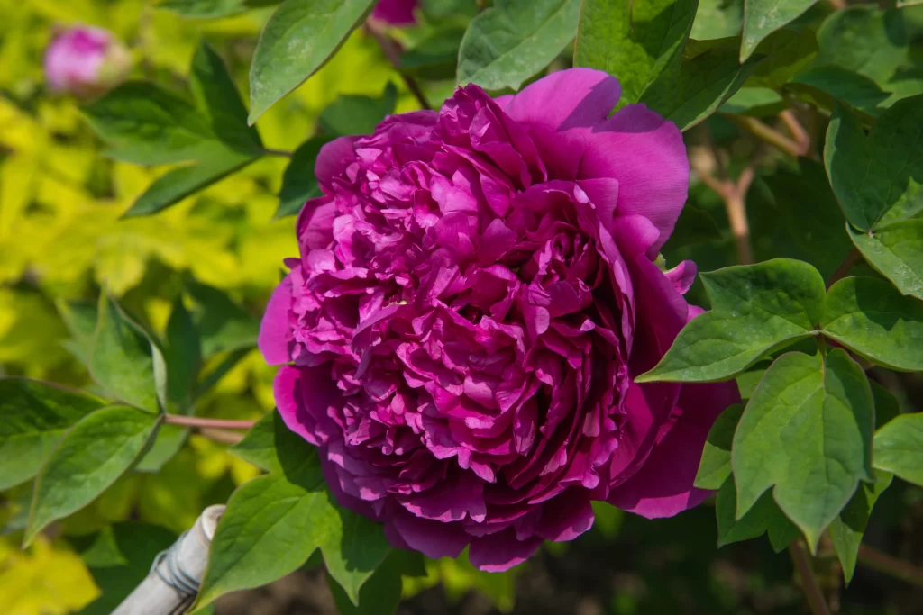 Vibrant Purple Peony Ruffled Petals Green Leaves