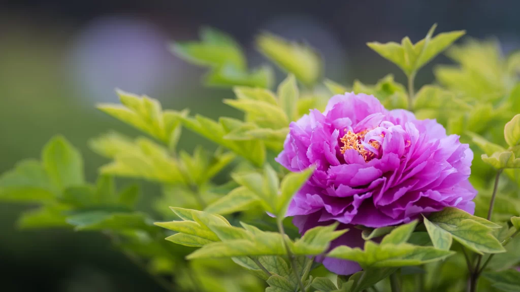 Vibrant Purple Peony Ruffled Petals Yellow Stamen Green Leaves