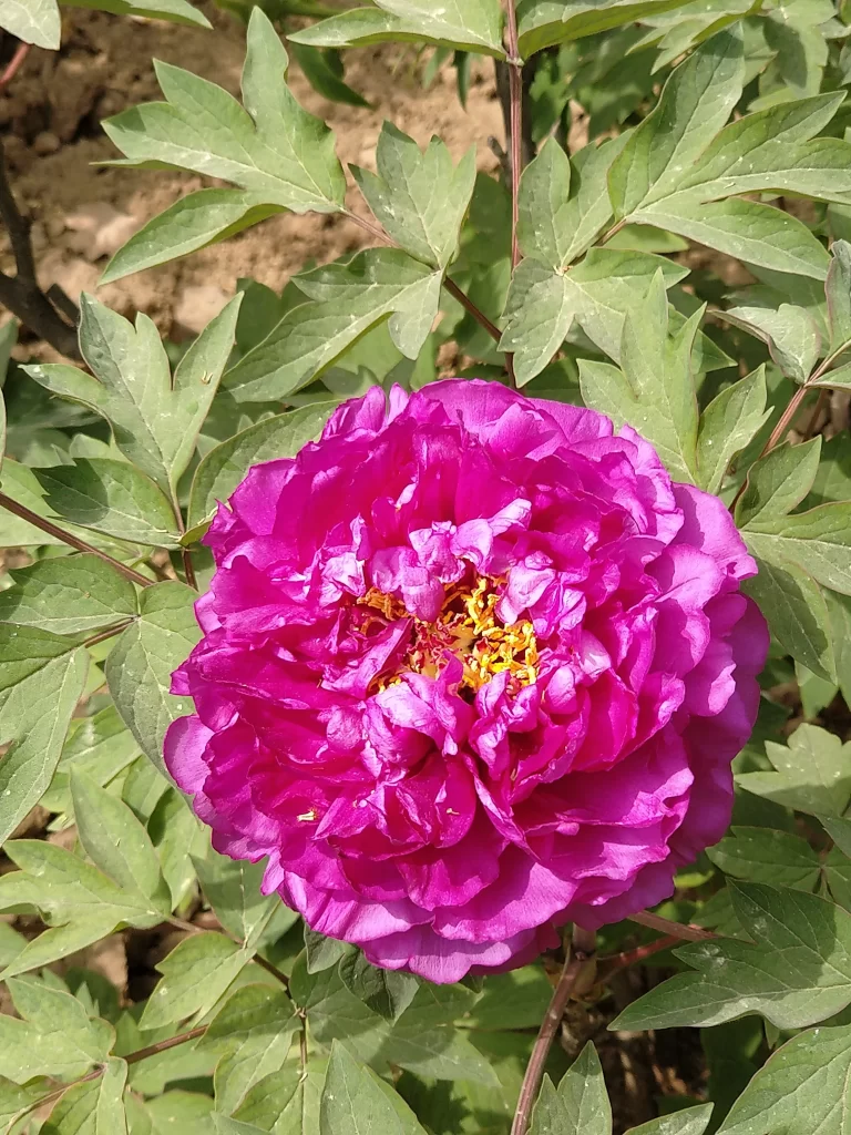 Vibrant Purple Peony Ruffled Petals Yellow Center