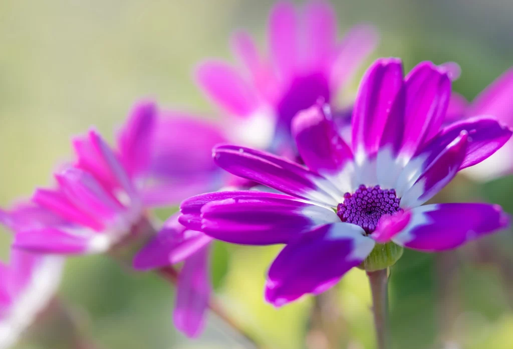 Vibrant Purple Petals Bright Center Detailed Texture