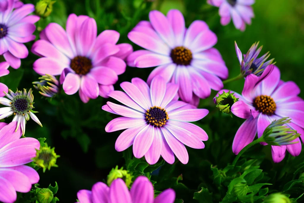Vibrant Purple Petals Yellow Center Green Leaves