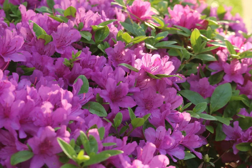 Vibrant Purple Rhododendron Dense Petals Green Leaves