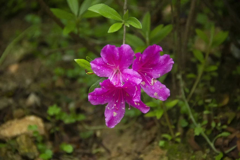 Vibrant Purple Rhododendron Petals Dewdrops Nature