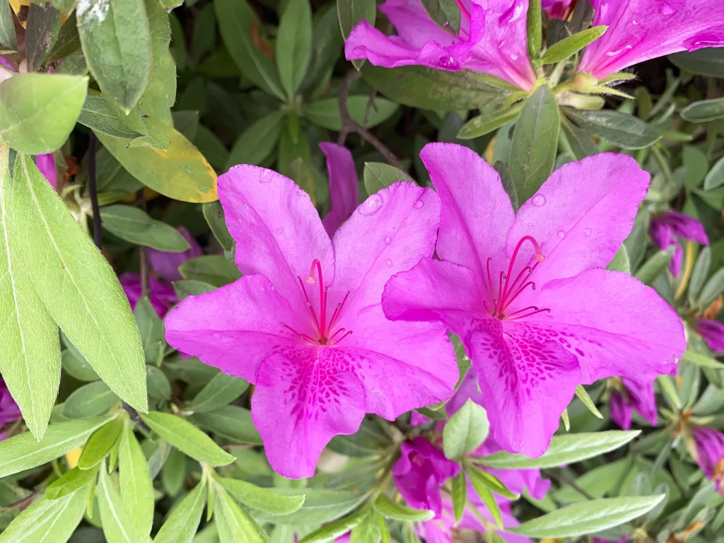 Vibrant Purple Rhododendron Petals Dewdrops Green Leaves