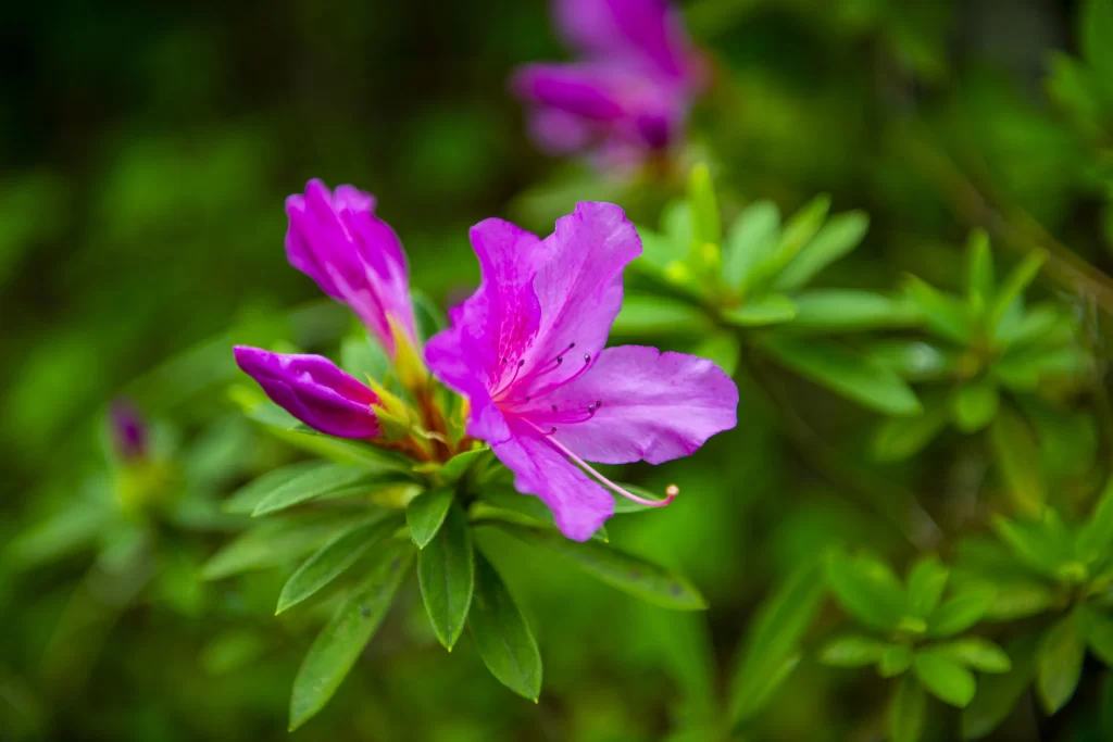 Vibrant Purple Rhododendron Petals Green Leaves