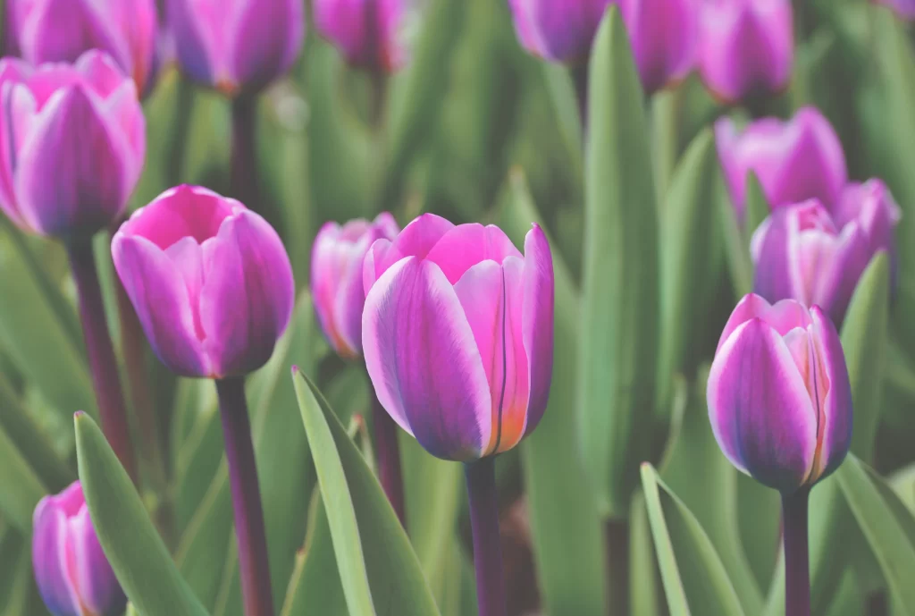 Vibrant Purple Tulip Blooming Petals Green Leaves