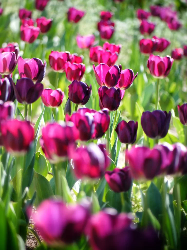Vibrant Purple Tulip Petals Sunlit Blooms