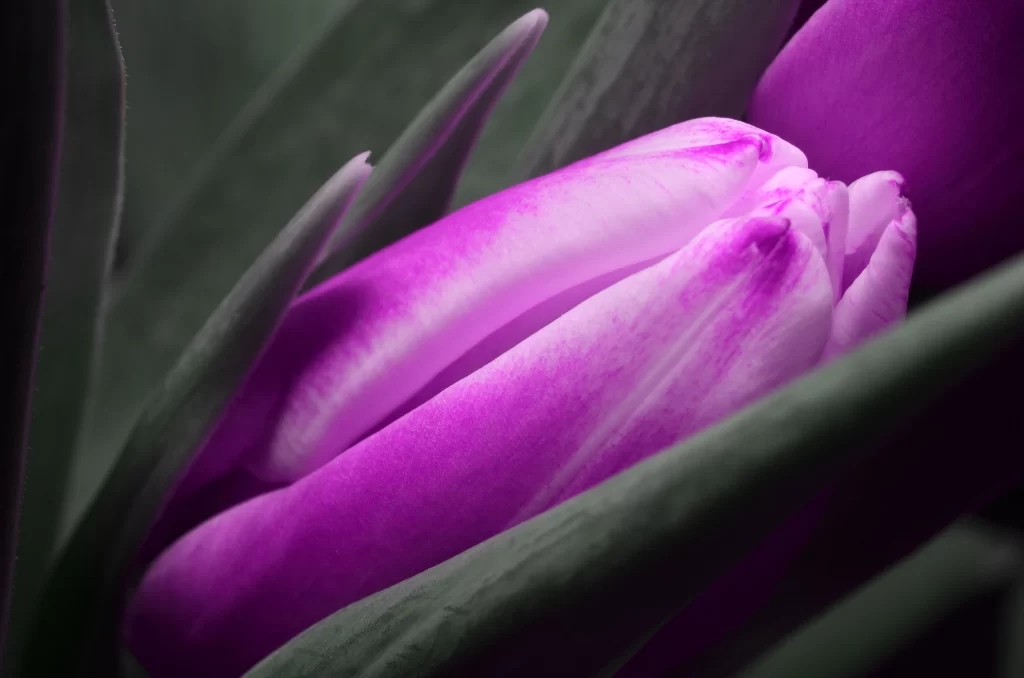 Vibrant Purple Tulip Petals Foliage