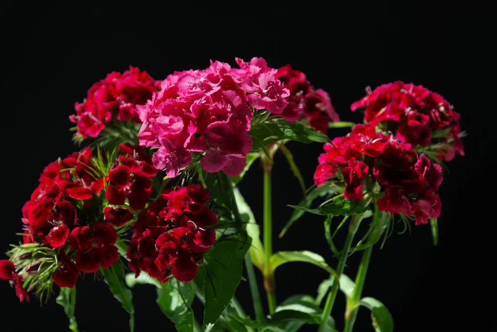 Vibrant Red Carnation Cluster Petals Green Leaves
