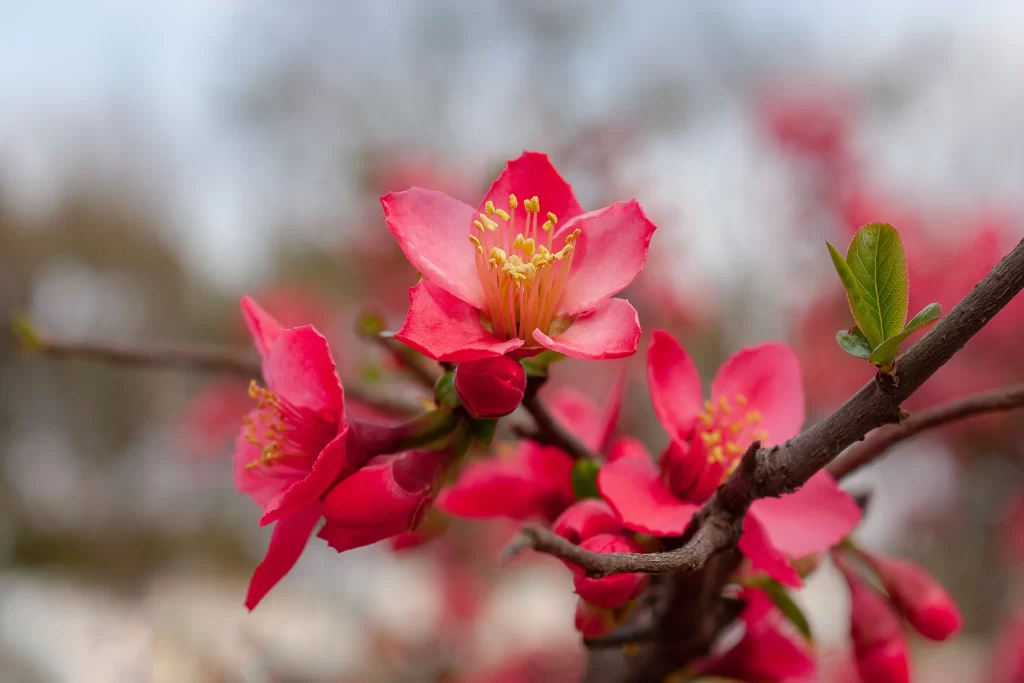 Vibrant Red Crabapple Blossom Petals Yellow Stamens