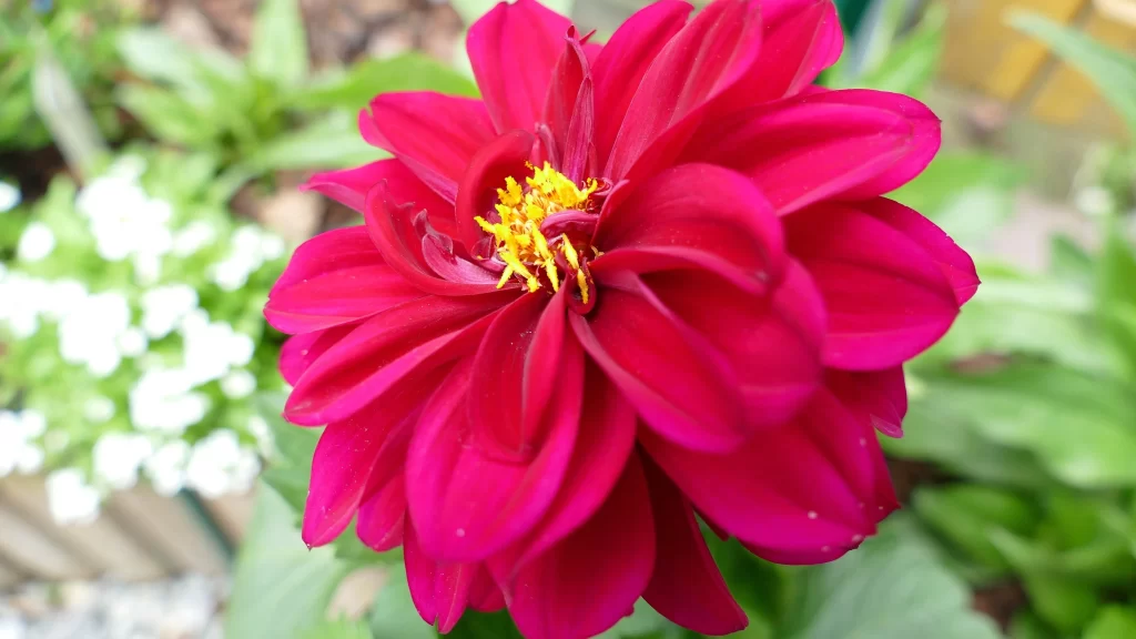 Vibrant Red Dahlia Petals Yellow Center