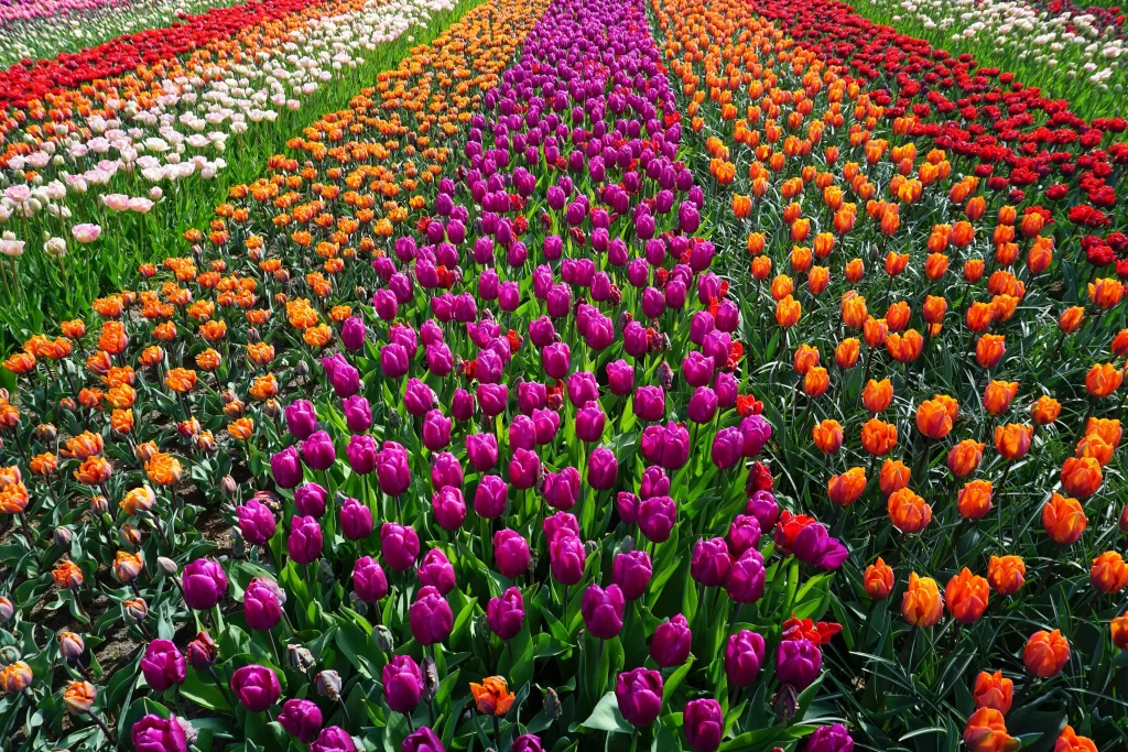 Vibrant Tulip Blooms Colorful Rows Lush Greenery