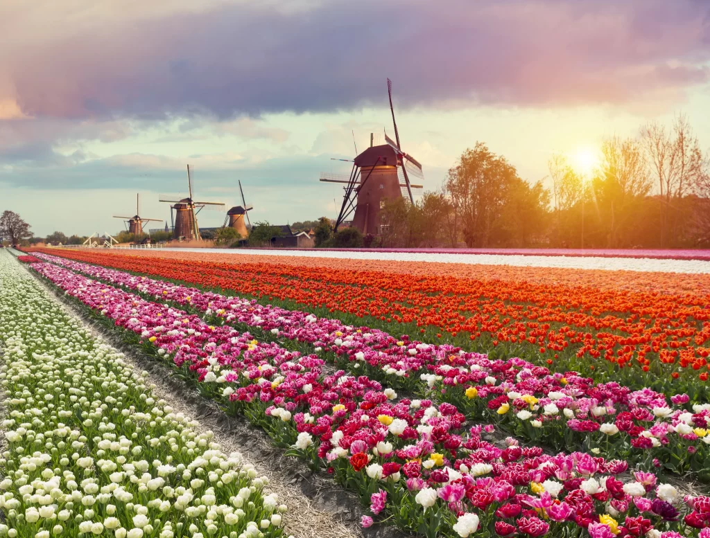 Vibrant Tulip Blooms Multicolored Rows Windmill