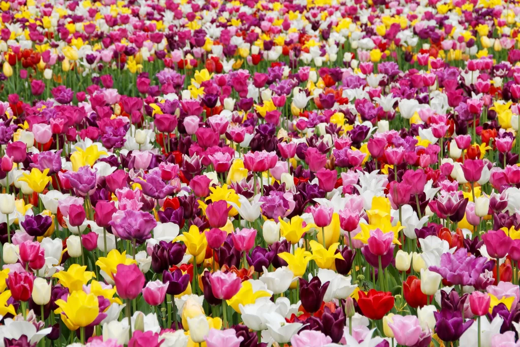 Vibrant Tulip Blooms Multicolored Petals Lush warm Greenery