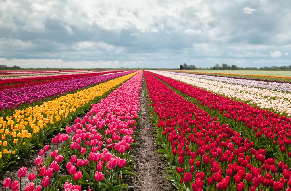 Vibrant Tulip Blooms Multicolored Rows Lush Greenery