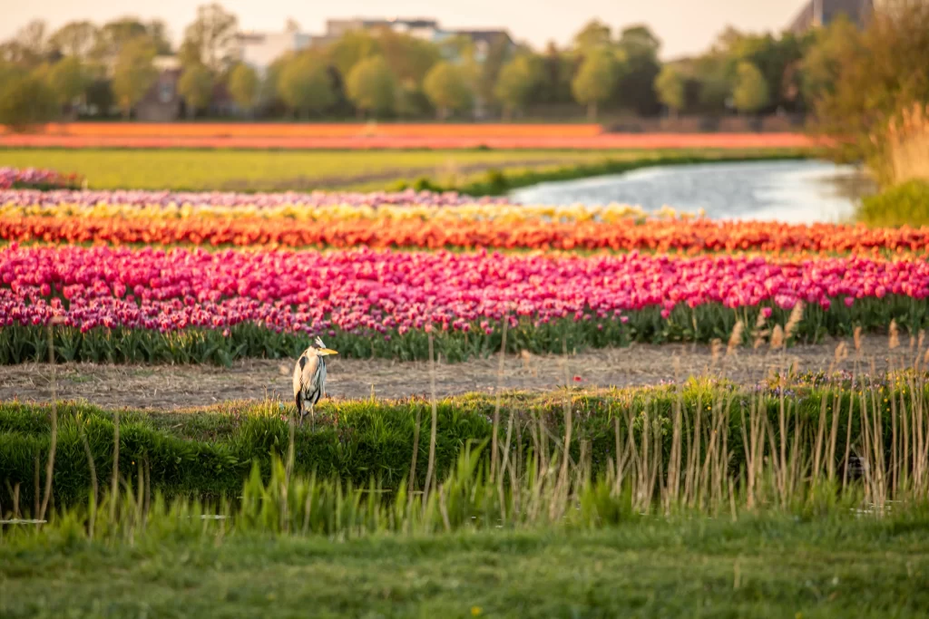 Vibrant Tulip Blooms Multicolored Petals Lush warm Greenery