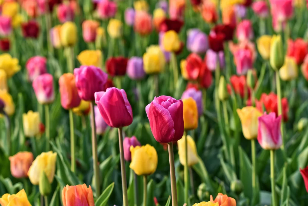Vibrant Tulip Blooms Petals Multicolored Garden
