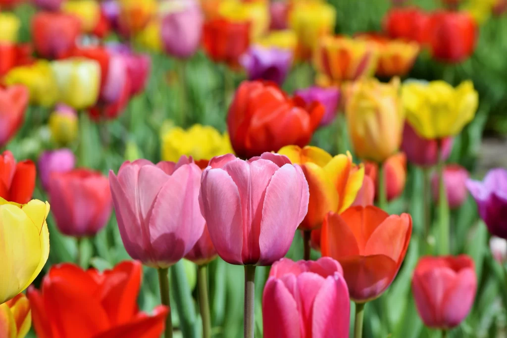 Vibrant Tulip Blooms Petals Red Yellow Pink