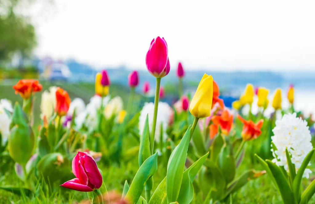 Vibrant Tulip Blooms Petals Greenery