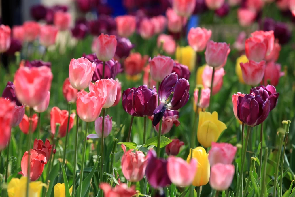 Vibrant Tulip Blooms Pink Purple Yellow Petals