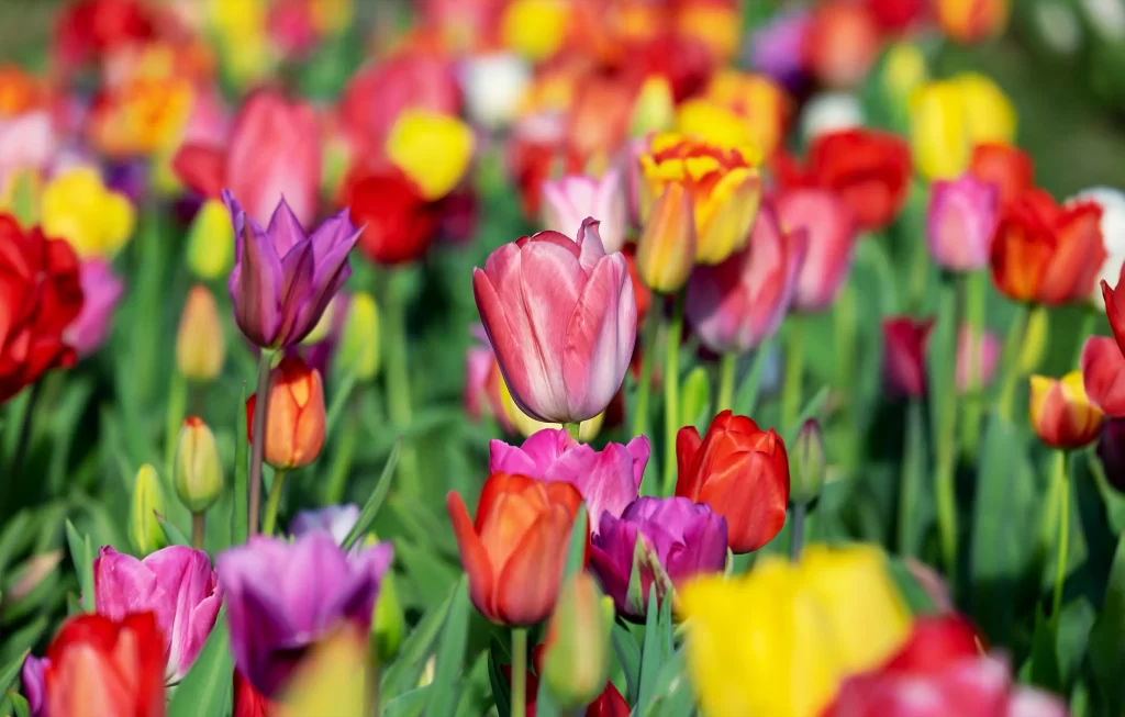 Vibrant Tulip Blooms Red Yellow Purple Petals