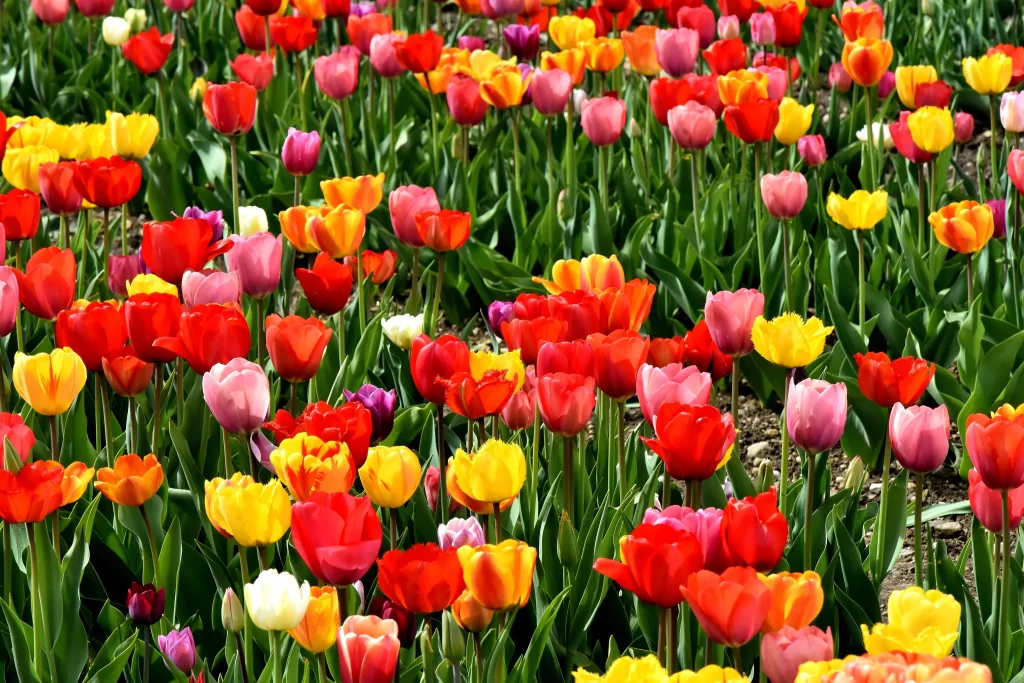 Vibrant Tulip Blooms Red Yellow Pink Petals Lush warm Greenery