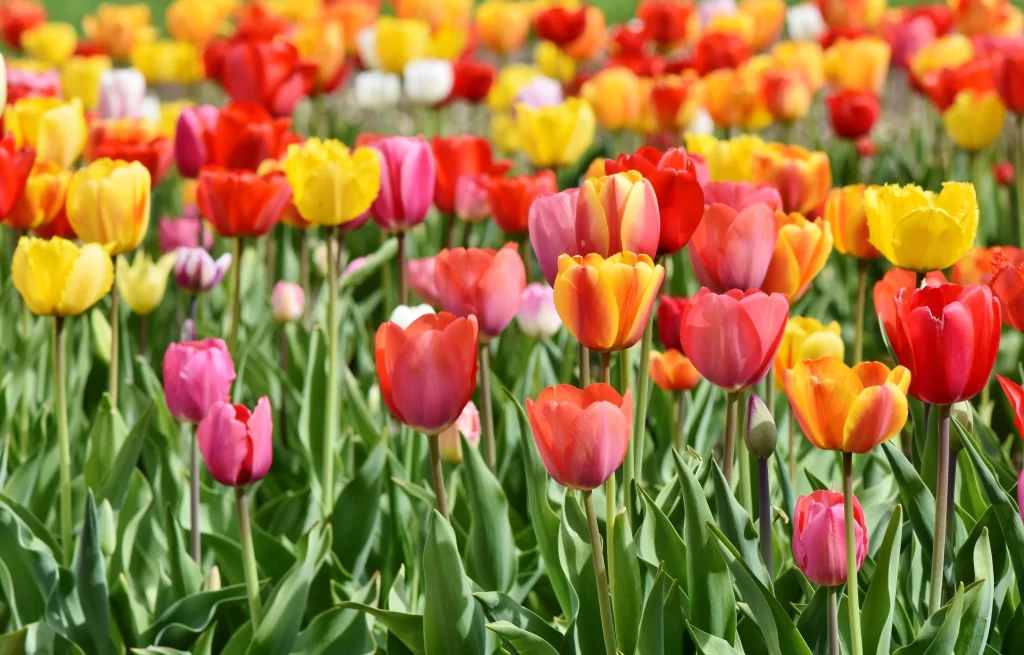 Vibrant Tulip Blooms Red Yellow Pink Petals Lush warm Greenery